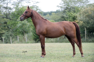 Annalla