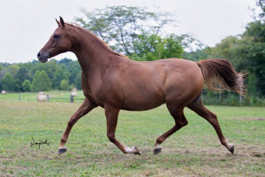 2015brieaki 4248